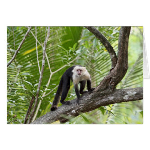 Singe dans la jungle