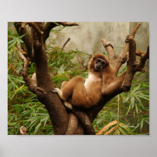 Singe dans une zone d'arborescence Impression