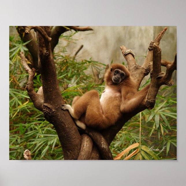 Singe dans une zone d'arborescence Impression (Devant)