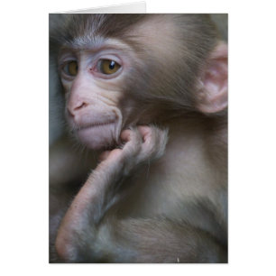 Singe de bébé