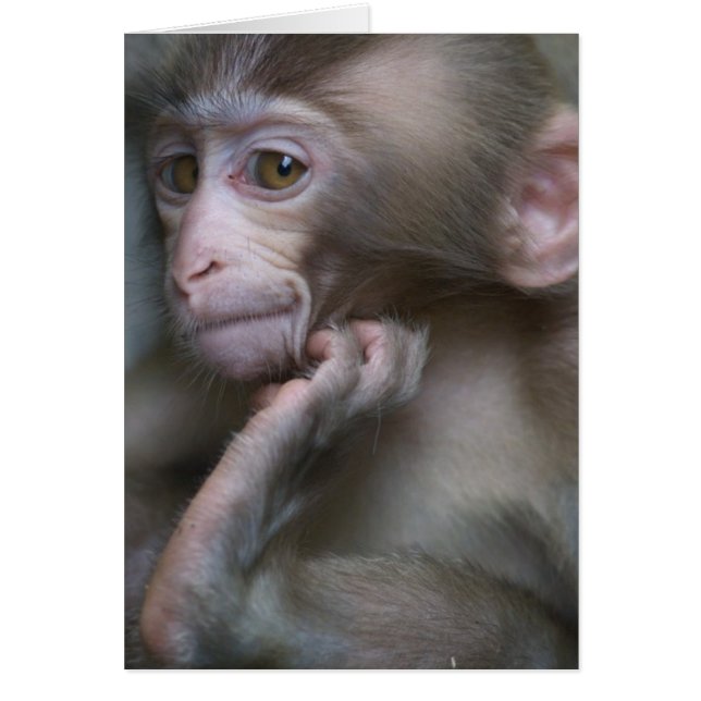 Singe de bébé (Devant)