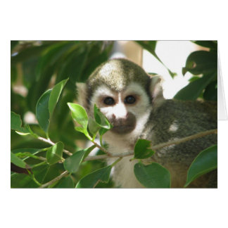 Singe d'écureuil commun