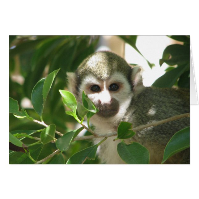 Singe d'écureuil commun (Devant Horizontal)