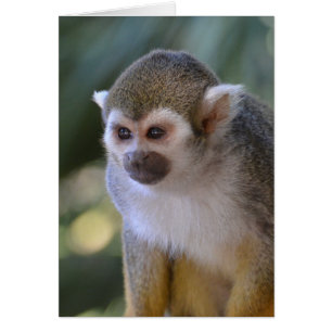 Singe d'écureuil Extraordinaire