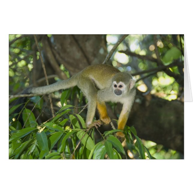 Singe écureuil commun, (Saimiri sciureus), Rio (Devant horizontal)