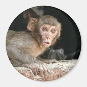 Singe effrayé avec de grands yeux aimant rond