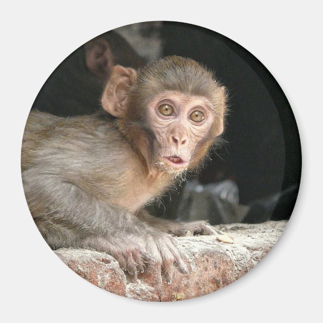 Singe effrayé avec de grands yeux aimant rond (Devant)
