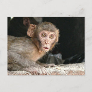 Singe effrayé avec grand yeux carte postale