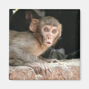 Singe effrayé avec le grand aimant de yeux