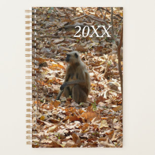 Singe en saison sèche