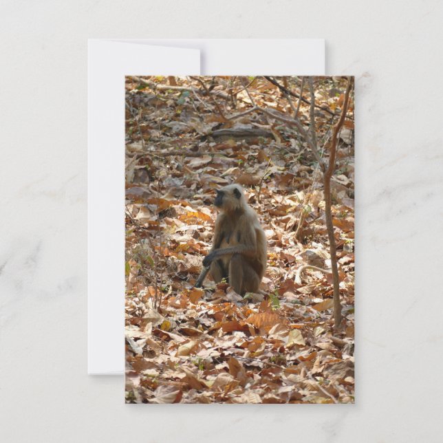 Singe en saison sèche (Devant)