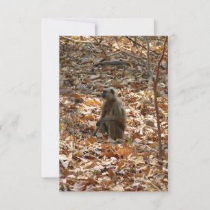 Singe en saison sèche