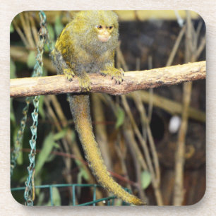 Singe Marmoset En alerte, Dessous de verre