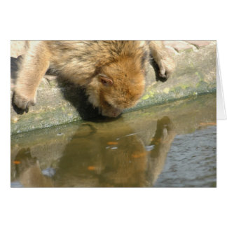 Singe me regardez-vous ?