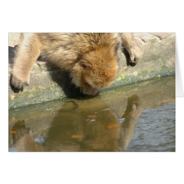 Singe me regardez-vous ? (Devant horizontal)