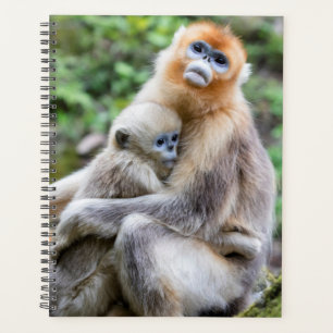 Singe nez retroussé doré avec bébé