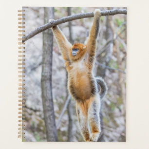 Singe roux à nez camus se balançant sur une branch
