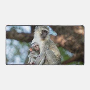 Singe Vervet calme dans la nature