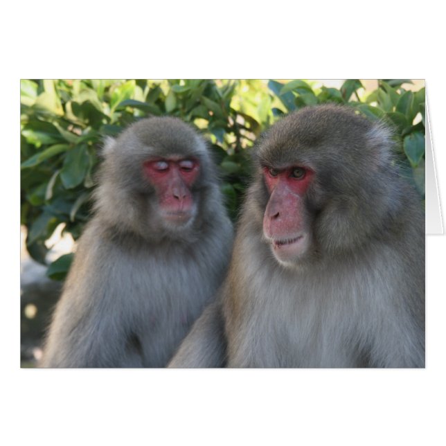 singes (Devant horizontal)