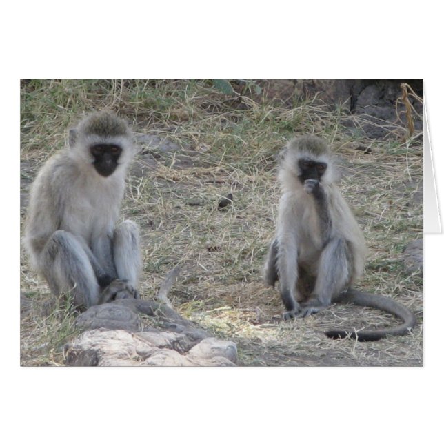 Singes bleus (Devant horizontal)