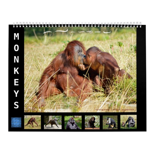 Singes calendrier 12 mois (Protection)