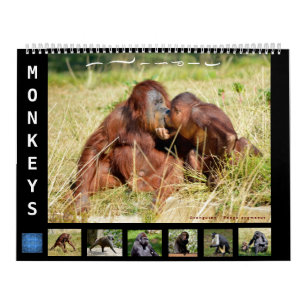 Singes calendrier 12 mois