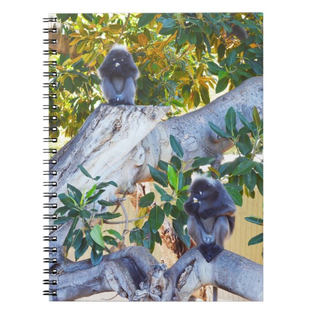 Singes de Langur Noir Manger, Carnet (Devant)