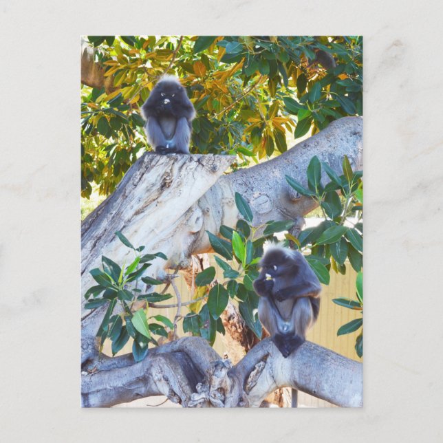 Singes de Langur Noir Manger, Carte Postale (Devant)