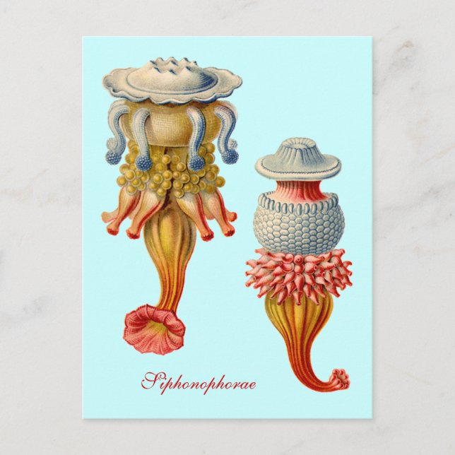 Siphonophorae - Carte postale de méduses (Devant)