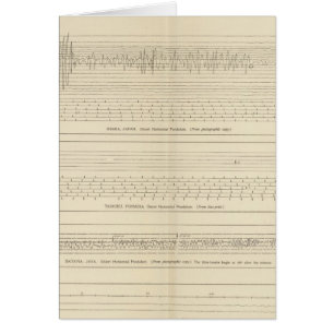 Sismogrammes californiens 15