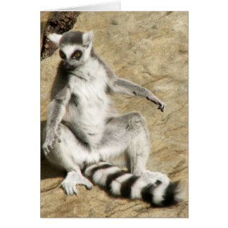 Sitting Ringtail Lemur