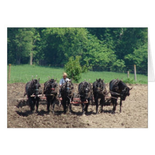 Six chevaux au travail