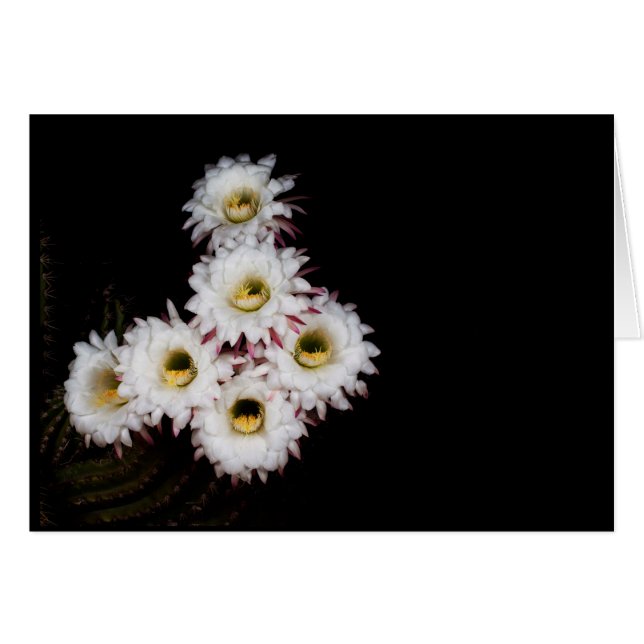 six pence les cactus plus riches fleurissent (Devant horizontal)