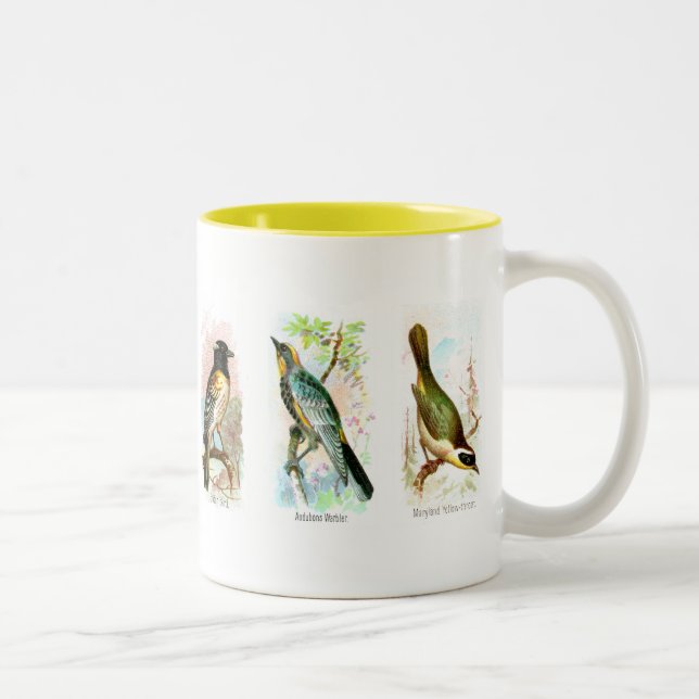 Six tasses assorties d'histoire naturelle (Droit)