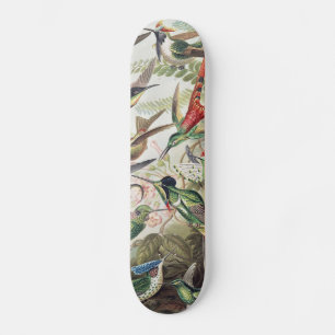 Skateboard Affiche vintage colorée d'Ernst Haeckel sur les co