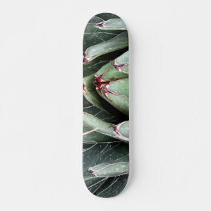 Skateboard Agave Aloe Vera Plante Photo Patinage