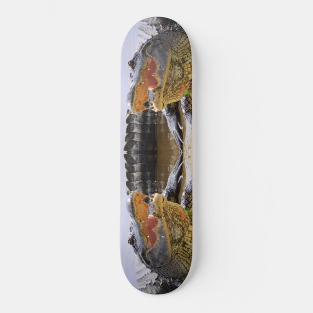 Skateboard Alligator (Recto)