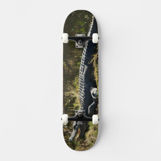 Skateboard Alligator se faisant dorer sur la rive d'un marais (Recto)