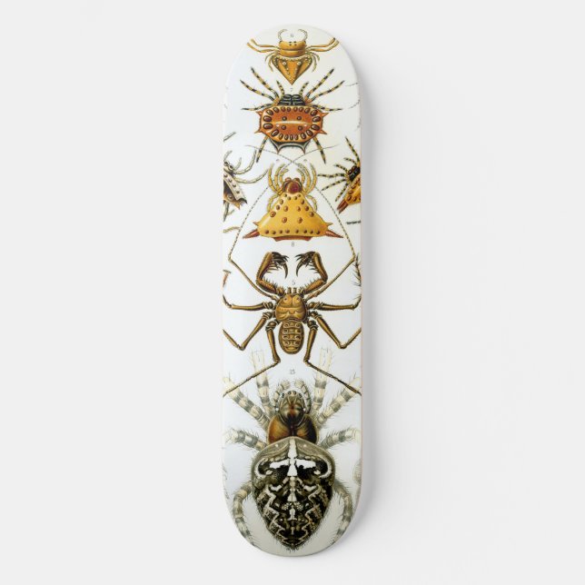 Skateboard Arachnides par Ernest Haeckel illustration vintage (Recto)