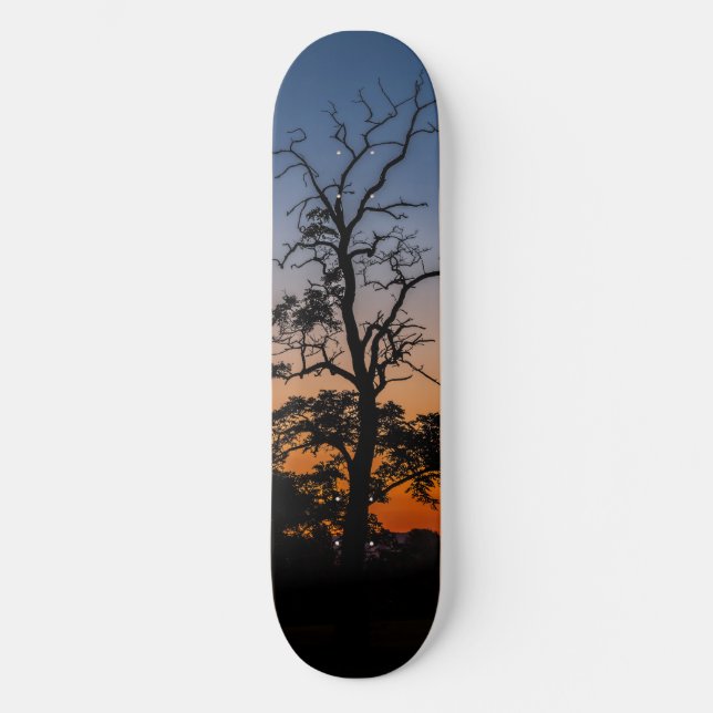 Skateboard Arbre sur un arrière - plan de coucher du soleil (Recto)