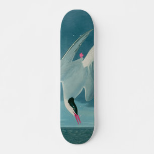 Skateboard Arctic Tern Birds of America Audubon Imprimer