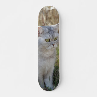Skateboard Atento gato británico de pelo corto
