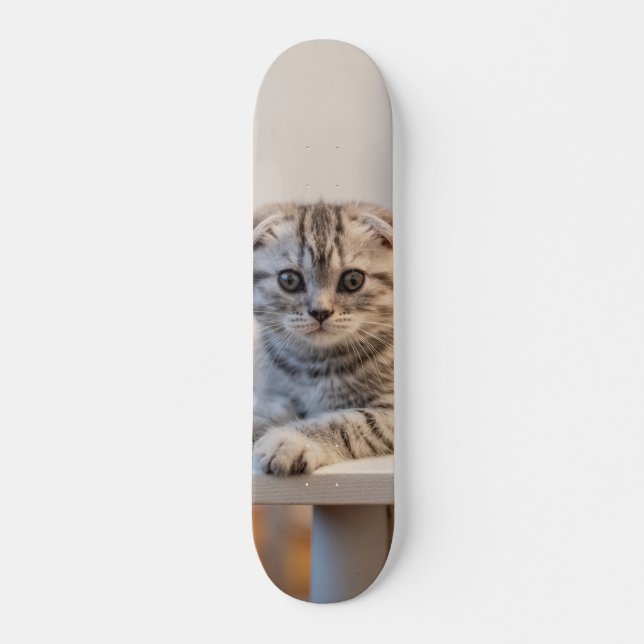 Skateboard Atento gato de raza fold escocés (Devant)