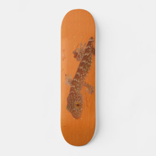 Skateboard Baby Tokay Gecko