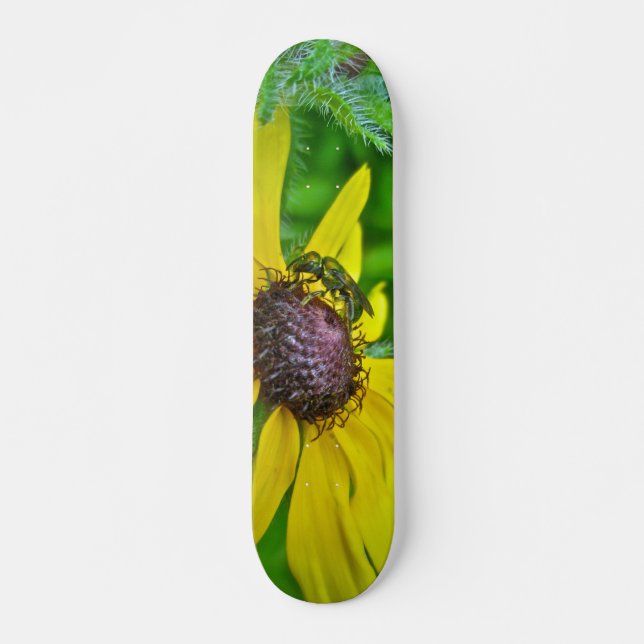 Skateboard Bee et Black Eyed Susan (Devant)