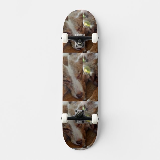 Skateboard berger australien rouge merle dormir (Recto)