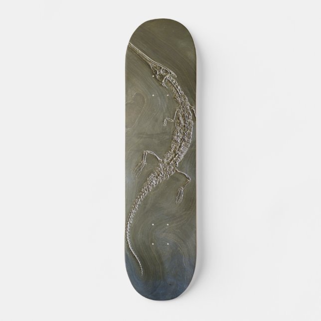 Skateboard Bollensis fossile de Steneosaurus de crocodile (Recto)