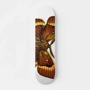 Skateboard Bombyx quercus mâle