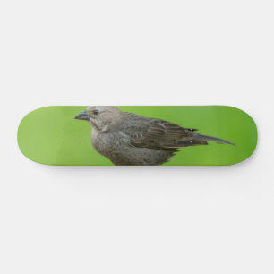 Skateboard Brown Headed Cowbird