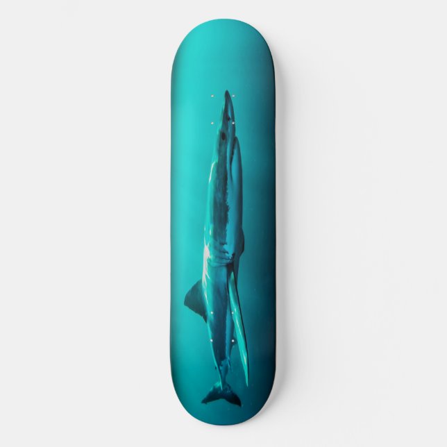 Skateboard Bull Shark Predator. (Recto)